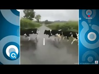 Vacas supersticiosas juegan a no pisar las rayas en la calle | Qué Importa