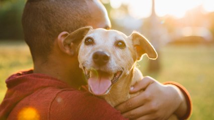 Dogs Really Can Tell If Someone Is a Bad Person
