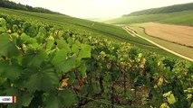 French Wine Grapes Reveal How Climate Has Changed In 30 Years