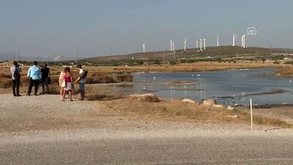 Alaçatı kuşlarıyla da turist çekecek