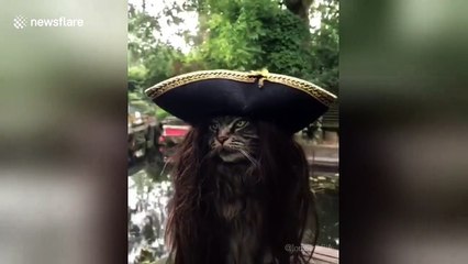 Captain Jack Purr-ow: Most majestic pirate ever is this cat in a wig