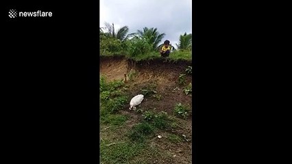 Son canard est dressé comme un chien... il lui remmène sa chaussure
