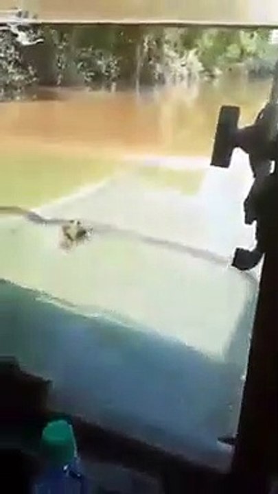 Ce routier roule avec son camion dans la rivière, avec l'eau jusqu'aux épaules!