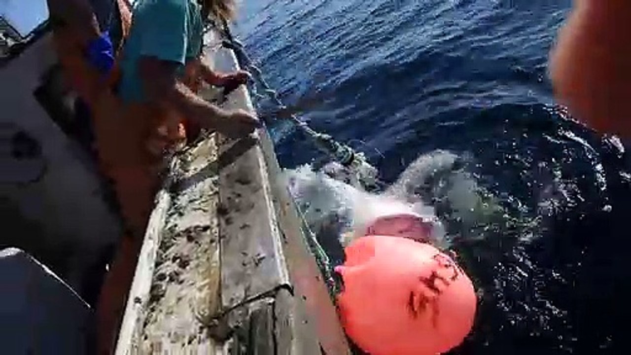 Un énorme grand requin blanc dévore le requin qu'ils venaient de pêcher
