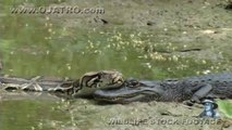 Un python énorme vient poser sa tête sur un crocodile