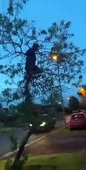 Il s'amuse à secouer un arbre mais va le regretter