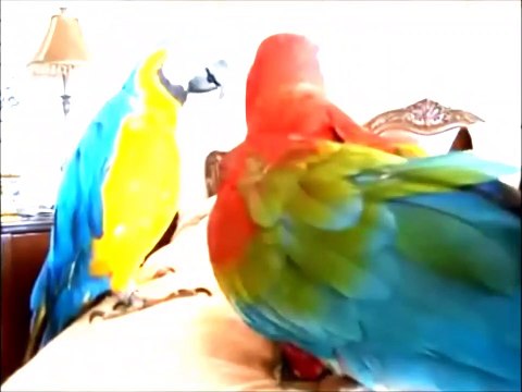 PAPAGAIOS MALUCOS ENGRAÇADOS