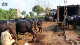 Nili Ravi Buffaloes Small Farm | Buffaloes Farming in Urdu | Dairy Farming | Buffaloes Farming Tips  -- 12 بھینسوں کا فارم ,نوجوان مالک ,10 سال کا تجربہ ,9 بھینسوں کا روزانہ 70 کلو دودھ ,بھینسوں کے کاروبار کے حوالے سے زبردست اور لاجواب انٹروی