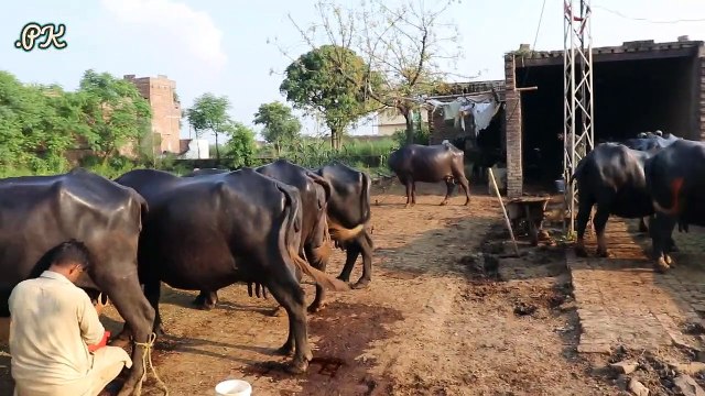 Nili Ravi Buffaloes Small Farm | Buffaloes Farming in Urdu | Dairy Farming | Buffaloes Farming Tips 12 بھینسوں کا فارم ,نوجوان مالک ,10 سال کا تجربہ ,9 بھینسوں کا روزانہ 70 کلو دودھ ,بھینسوں کے کاروبار کے حوالے سے زبردست اور لاجواب انٹروی