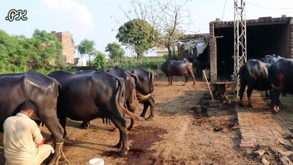 Nili Ravi Buffaloes Small Farm | Buffaloes Farming in Urdu | Dairy Farming | Buffaloes Farming Tips  -- 12 بھینسوں کا فارم ,نوجوان مالک ,10 سال کا تجربہ ,9 بھینسوں کا روزانہ 70 کلو دودھ ,بھینسوں کے کاروبار کے حوالے سے زبردست اور لاجواب انٹروی