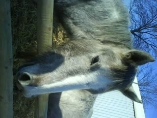 Diapo de cheval passion