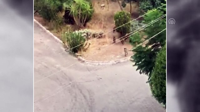 Yaban domuzu sürüsünü elleriyle besliyor - MUĞLA