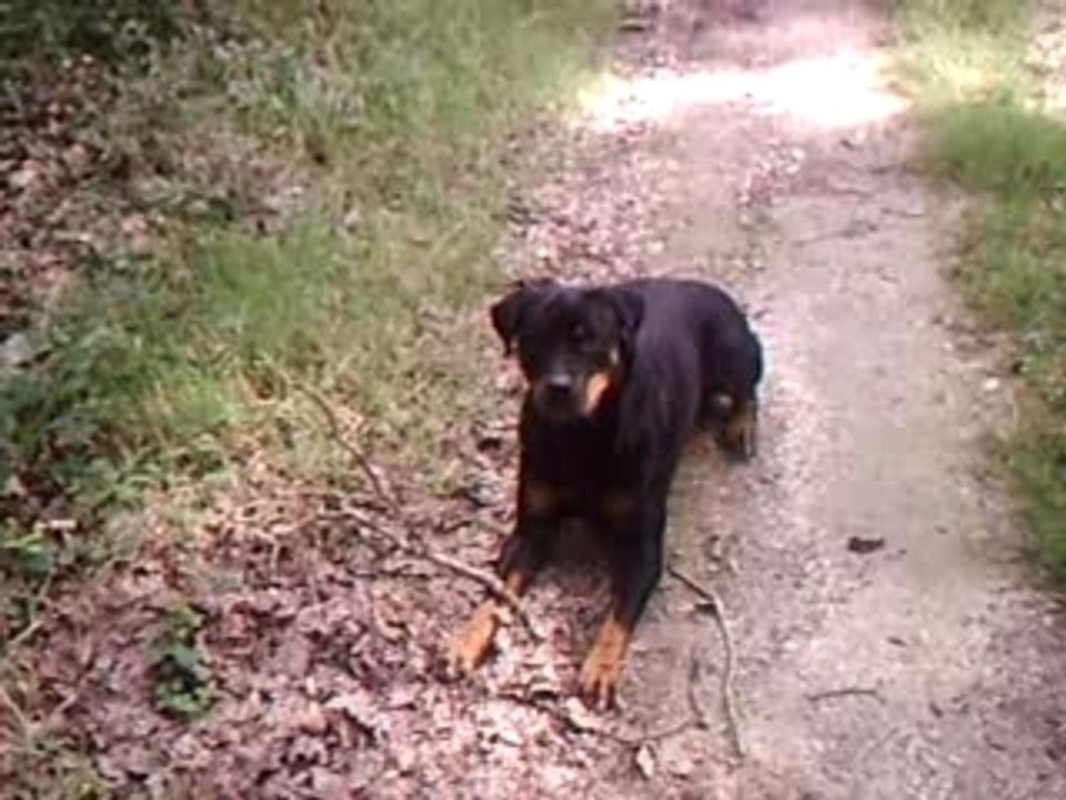 rottweiller