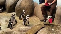 Penguins At This California Aquarium Had the Cutest Valentine's Day