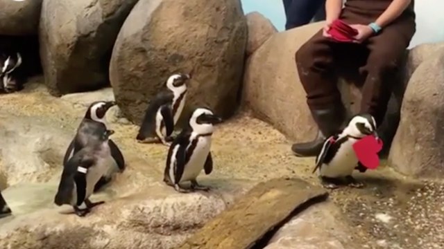 Penguins At This California Aquarium Had the Cutest Valentine's Day