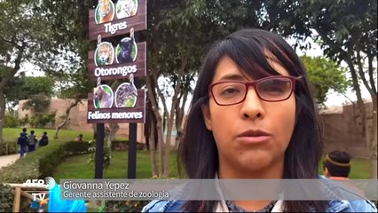 Filhotes de tigre nascem em Lima