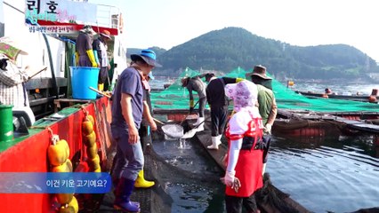 '물 반 고기 반' 1년에 한 번뿐인 농어 출하 현장 [섬마을할매] 8회