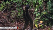 Wildlife Center Captures Snakes In Courtship Dance