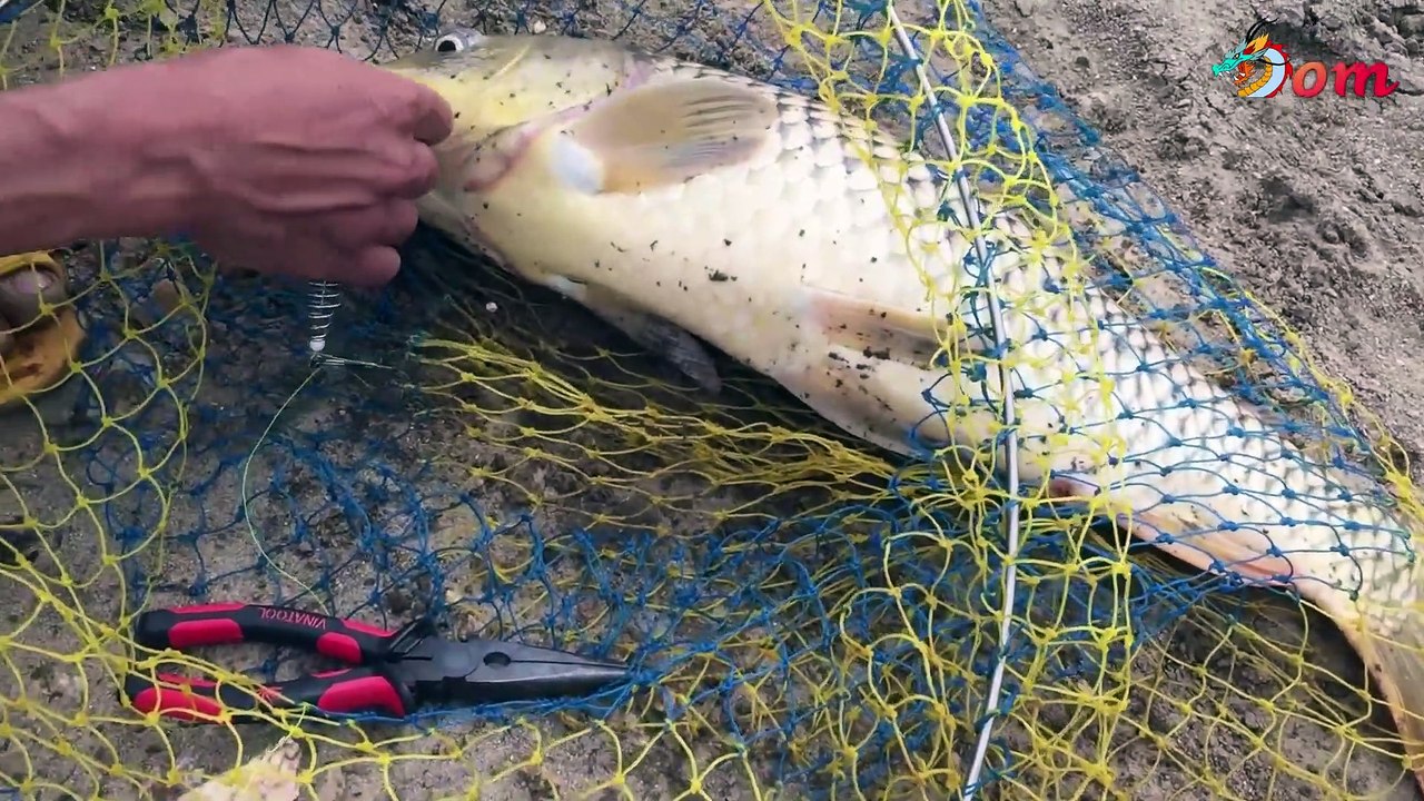 Curved fishing rods - Fishing line tension - Giant carp, waving water up to the shore