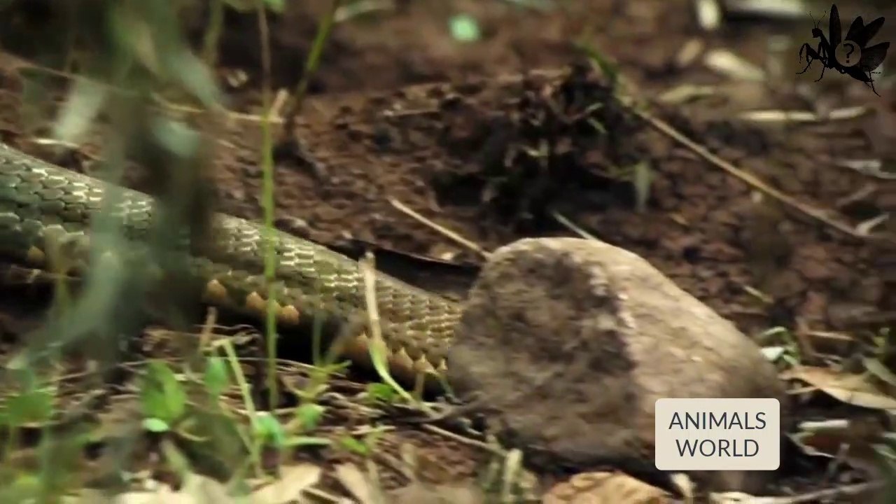 Cobra Real - Comedora de Cobras-  Cobras Esser- Cobras Eater