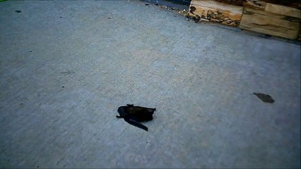 MCH 175. FOUND A BAT ON THE SIDE WALK. NO IT'S NOT DEAD. SOMEONE TOOK IT HOME.BAT-BAT.