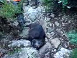 chasse couru 500 metre derriere un sanglier blésser