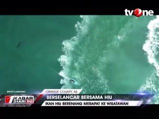 Asyik Berselancar, Wisatawan Ini Tak Sadar Didekati Hiu