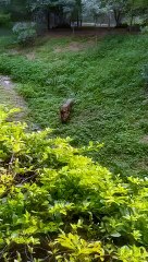 கிர் காட்டில் புல்லை தின்னும் சிங்கம்- வைரல் வீடியோ