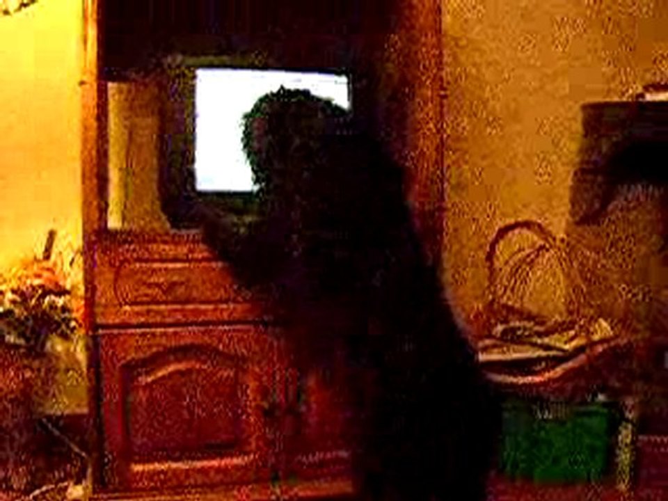 Comment occuper votre chien en votre absence