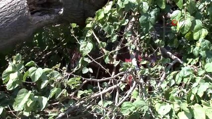 Gölgesine bıraktığı dut ağacı aracını pert etti