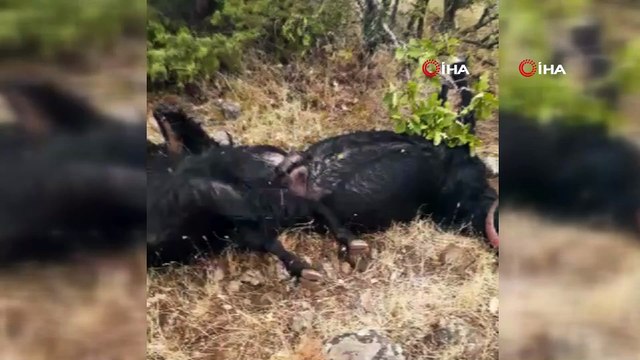 Elazığ'da yıldırım düştü, 12 keçi telef oldu,4'ü yaralandı
