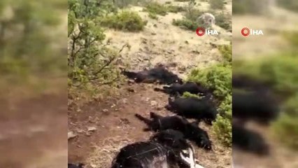 Elazığ'da yıldırım düştü, 12 keçi telef oldu,4'ü yaralandı