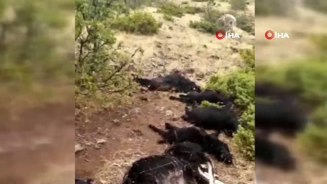 Elazığ'da yıldırım düştü, 12 keçi telef oldu,4'ü yaralandı