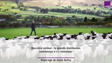 Bien-être animal : la grande distribution commence à s'y intéresser