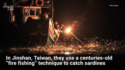 Watch Taiwanese Fisherman Lure Hundreds of Fish with Fire