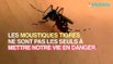 Moustiques : cette maladie peut vous tuer en quelques jours