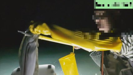 작살로 광어 잡은 유튜버 해경에 입건 / YTN