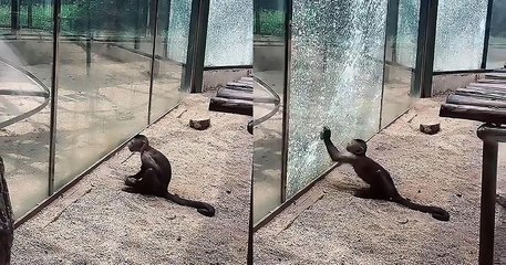 En Chine, un singe est parvenu à briser la vitre de sa cage à l'aide d'une pierre aiguisée