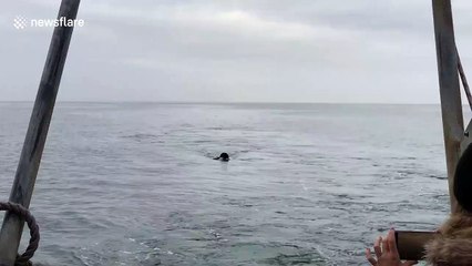 Shark does epic flip after breaching off South Africa's coast