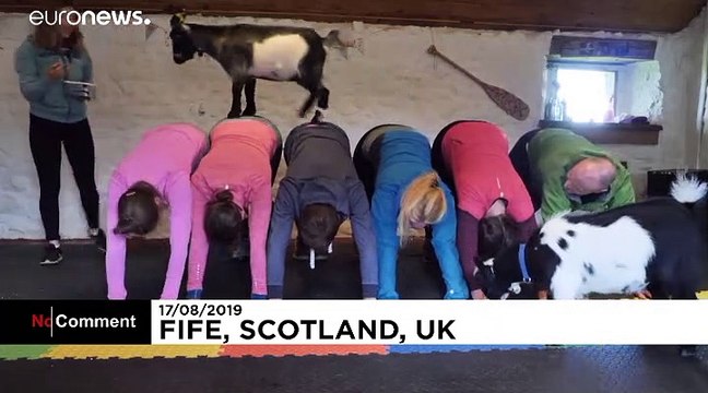 Des chèvres pygmées, principale attraction de ce cours de Pilates