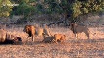 Symphony of the jungle! Male lion's call triggers chorus of roars