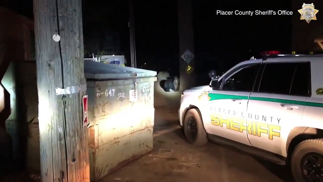 Cet ourson essaye de délivrer son petit frère prisonnier dans une benne à ordures