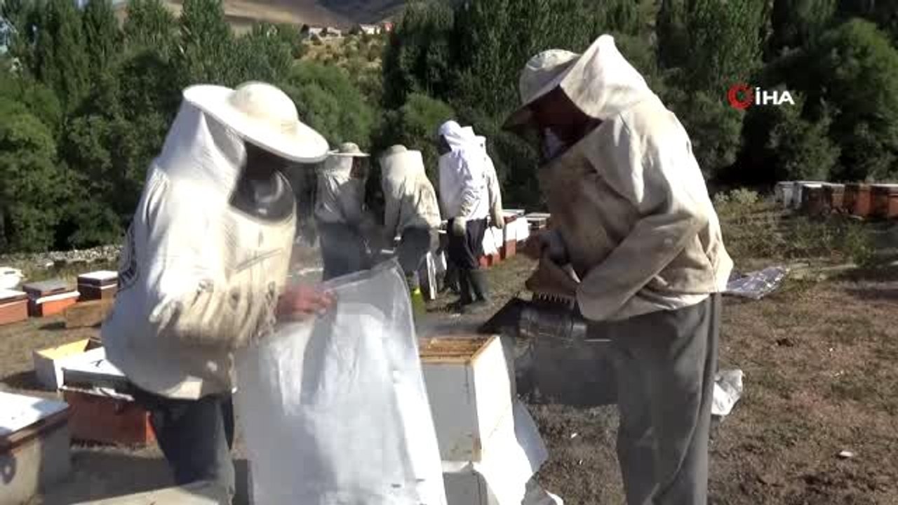 Muş'ta bal hasadı...45 bin kovandan 700 ton bal çıkması bekleniyor
