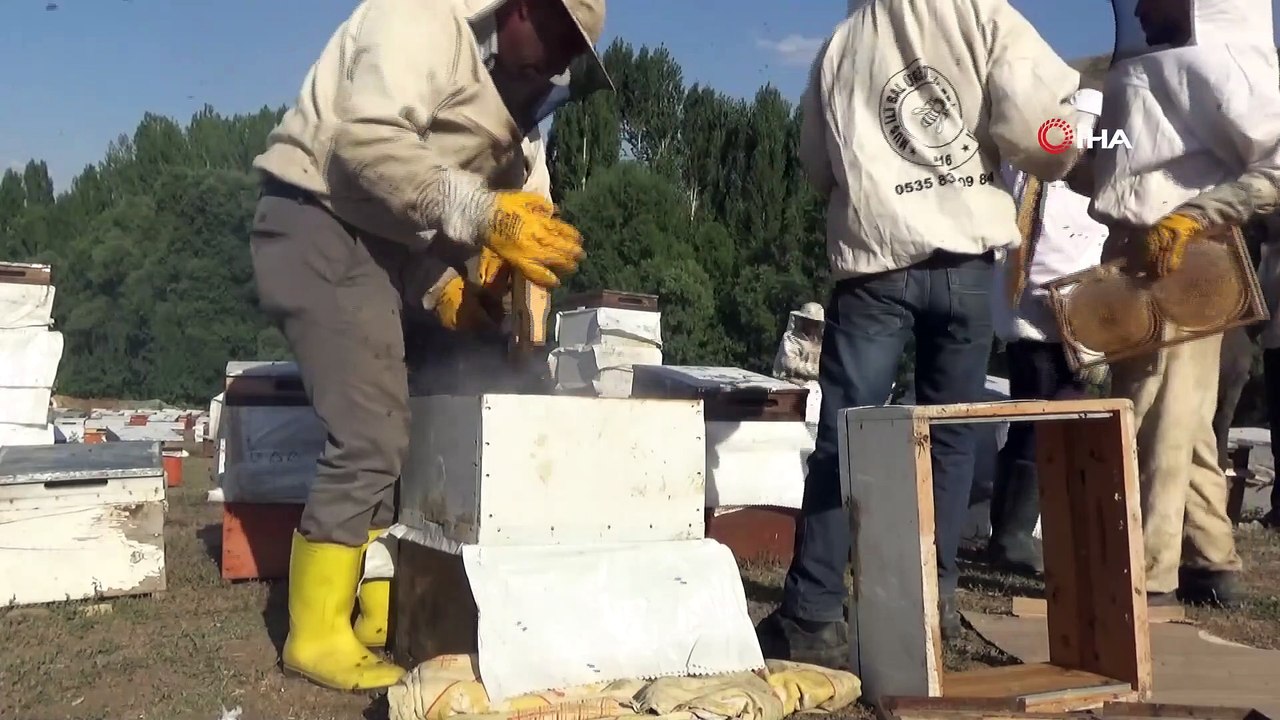 45 Bin Kovandan 700 Ton Bal Çıkması Bekleniyor