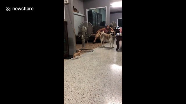 Brave chihuahua puppy barks at bigger dog