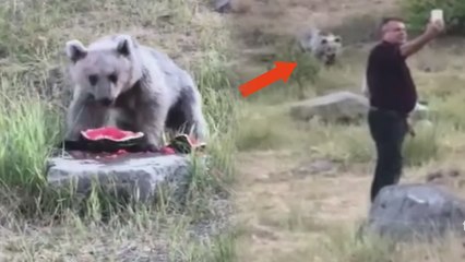 Aç kalan ayılar piknikçilerin yemeklerini yedi