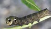 What is an Elephant Hawk-Moth Caterpillar?