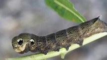 What is an Elephant Hawk-Moth Caterpillar?