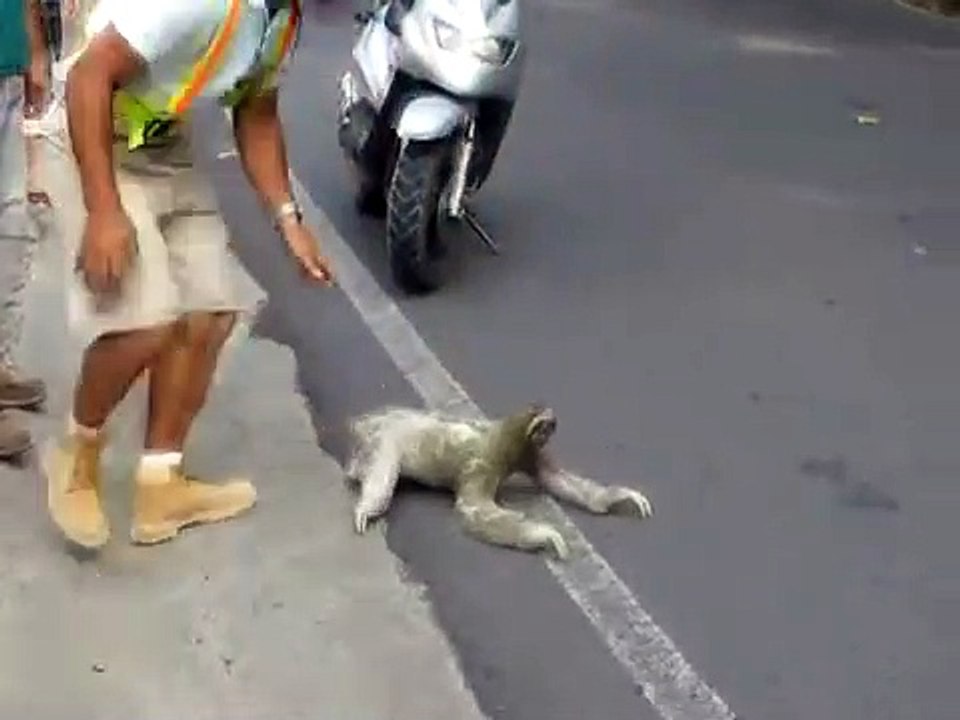 Sloth Crossing the Street- I Believe I Can Fly Version