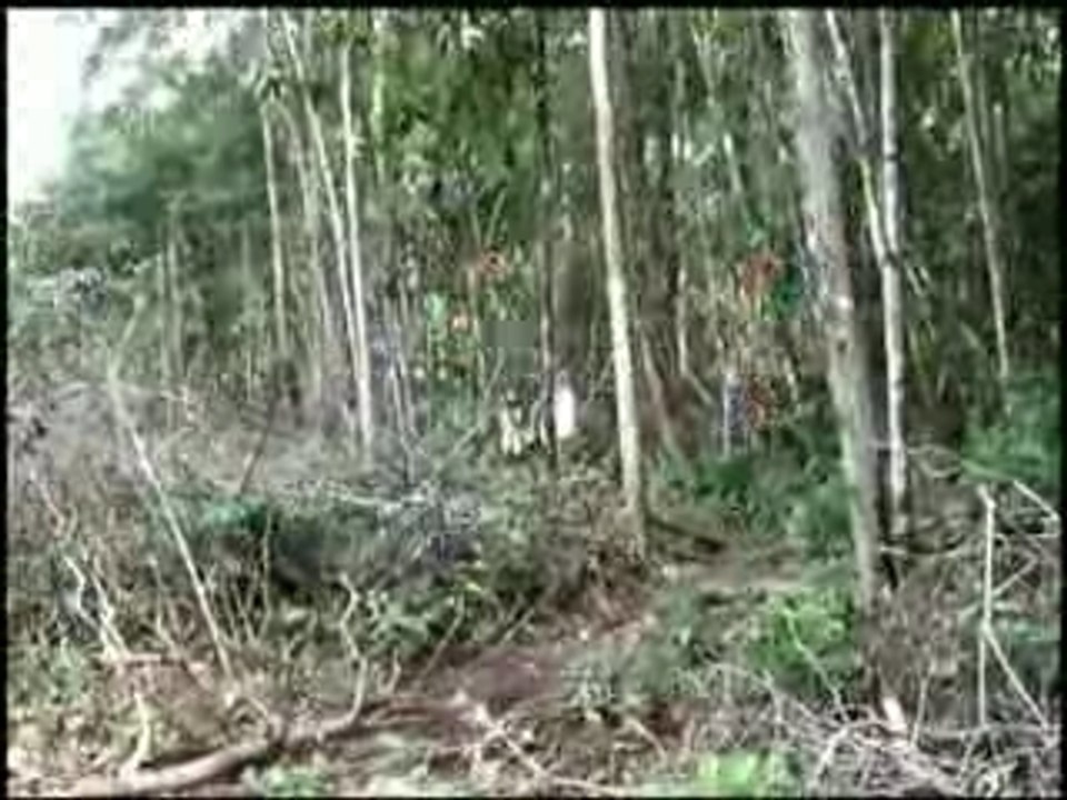 Balade autour de St Laurent du Maroni